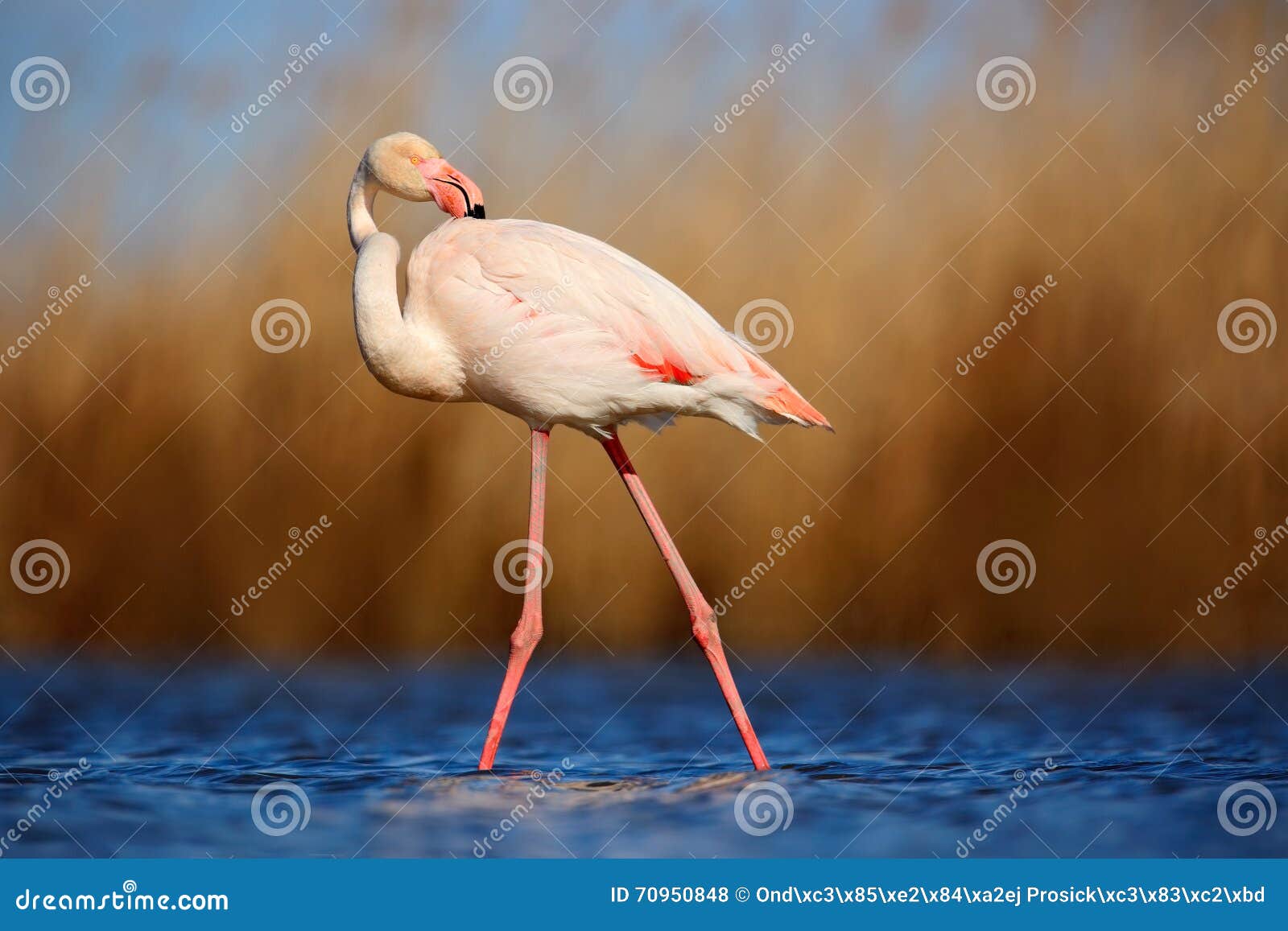 greater flamingo, phoenicopterus ruber, beautiful pink big bird cleaning plumage in dark blue water, with evening sun, reed in the