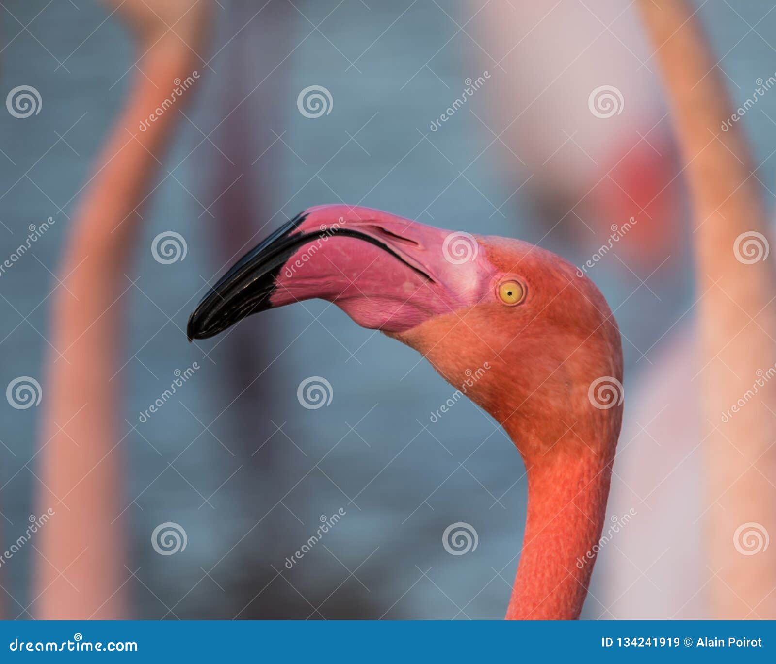 greater flamingo portrait