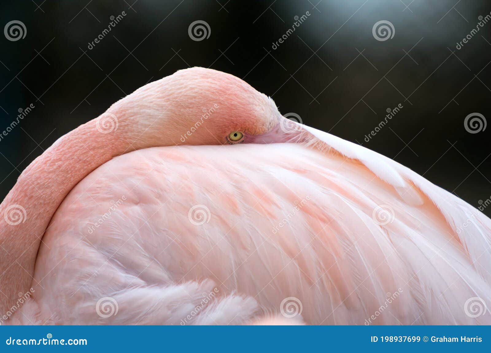 a greater flamingo resting