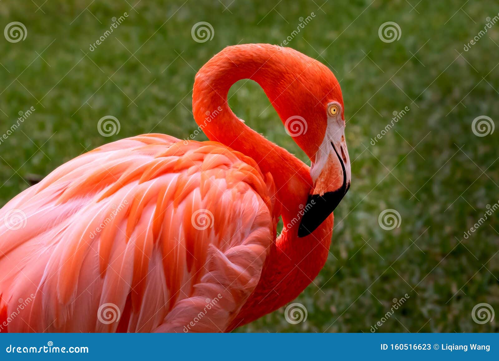 Greater Flamingo stock image. Image of wetlands, foraging Biology Diagrams