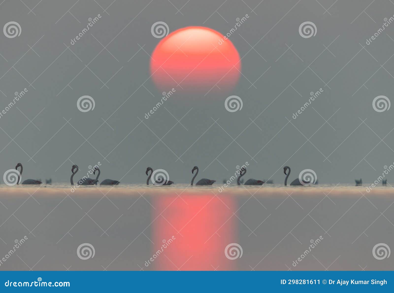 greater flamingos and dramatic sunrise at asker coast