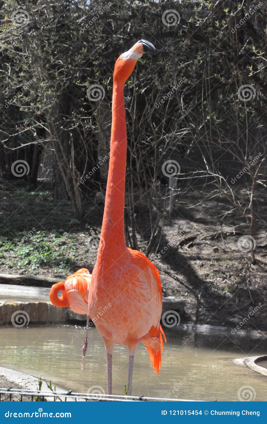 A Greater Flamingo Photographed at Columbus Zoo in Ohio Stock Photo