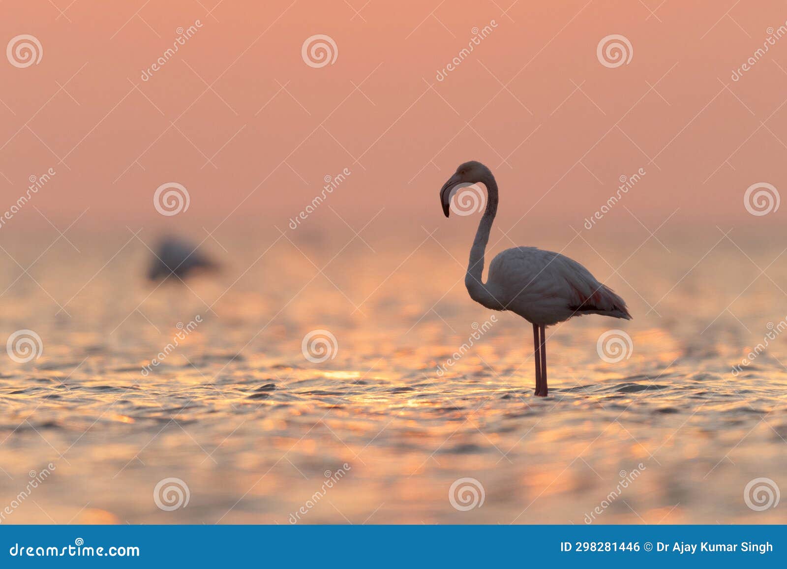 greater flamingos during sunrise at asker coast, bahrain