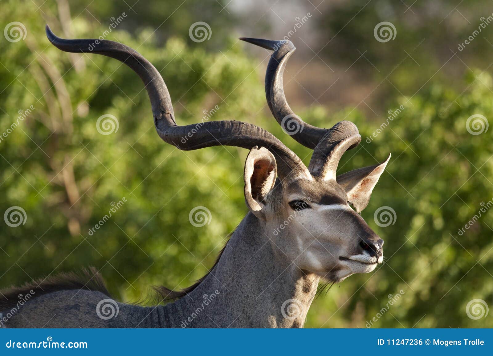 greater kudu close-up, botswana