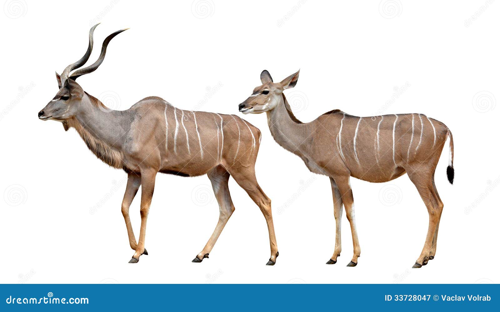 greater kudu