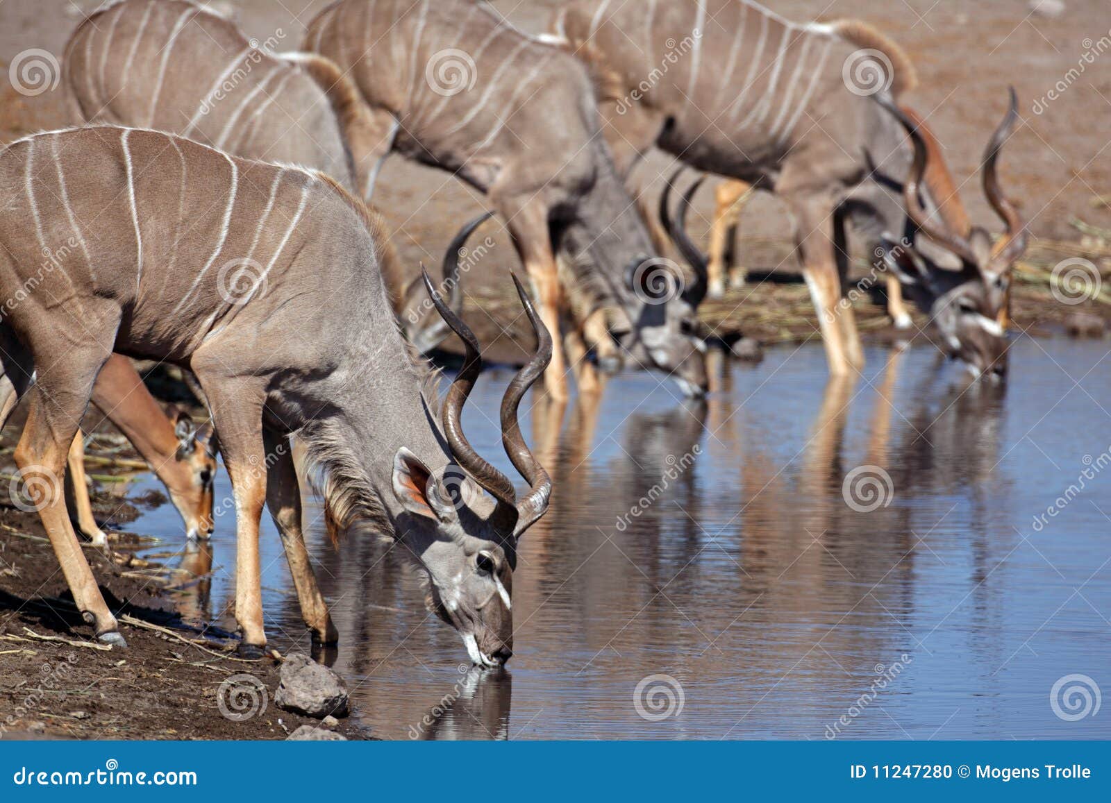 greater kudu males at waterhole, etosha, namibia