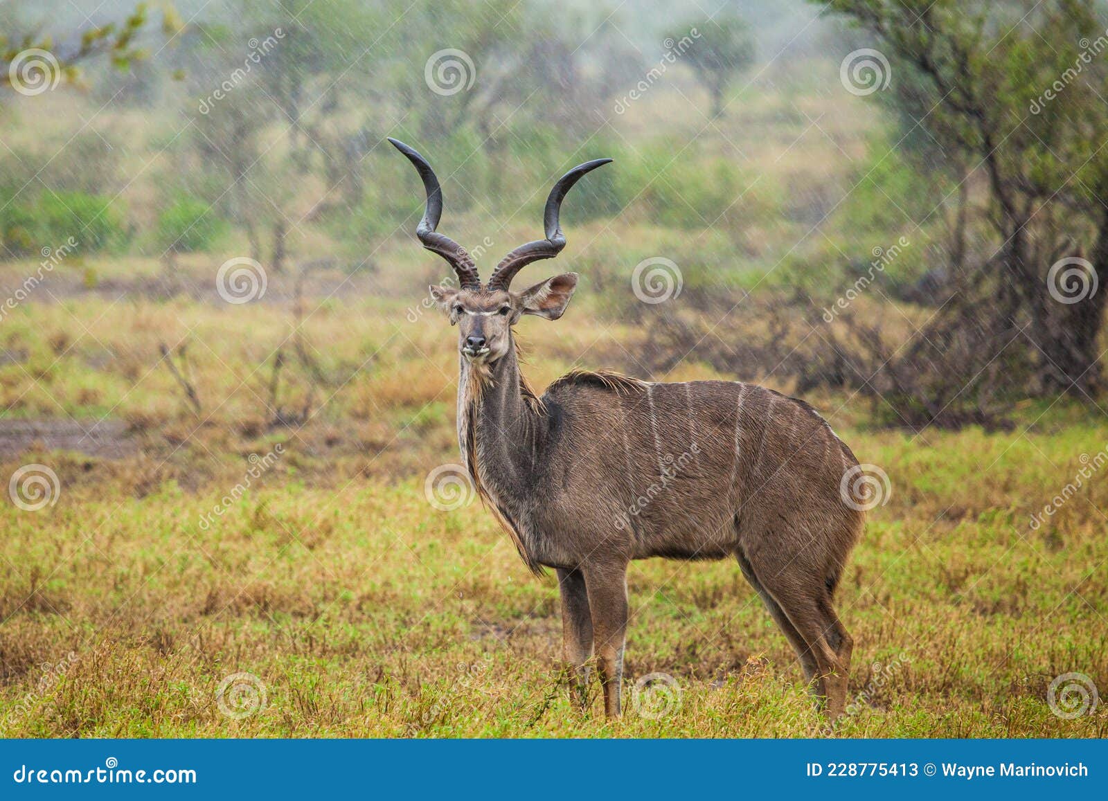 greater kudu standing in a thundershower in the kruger park