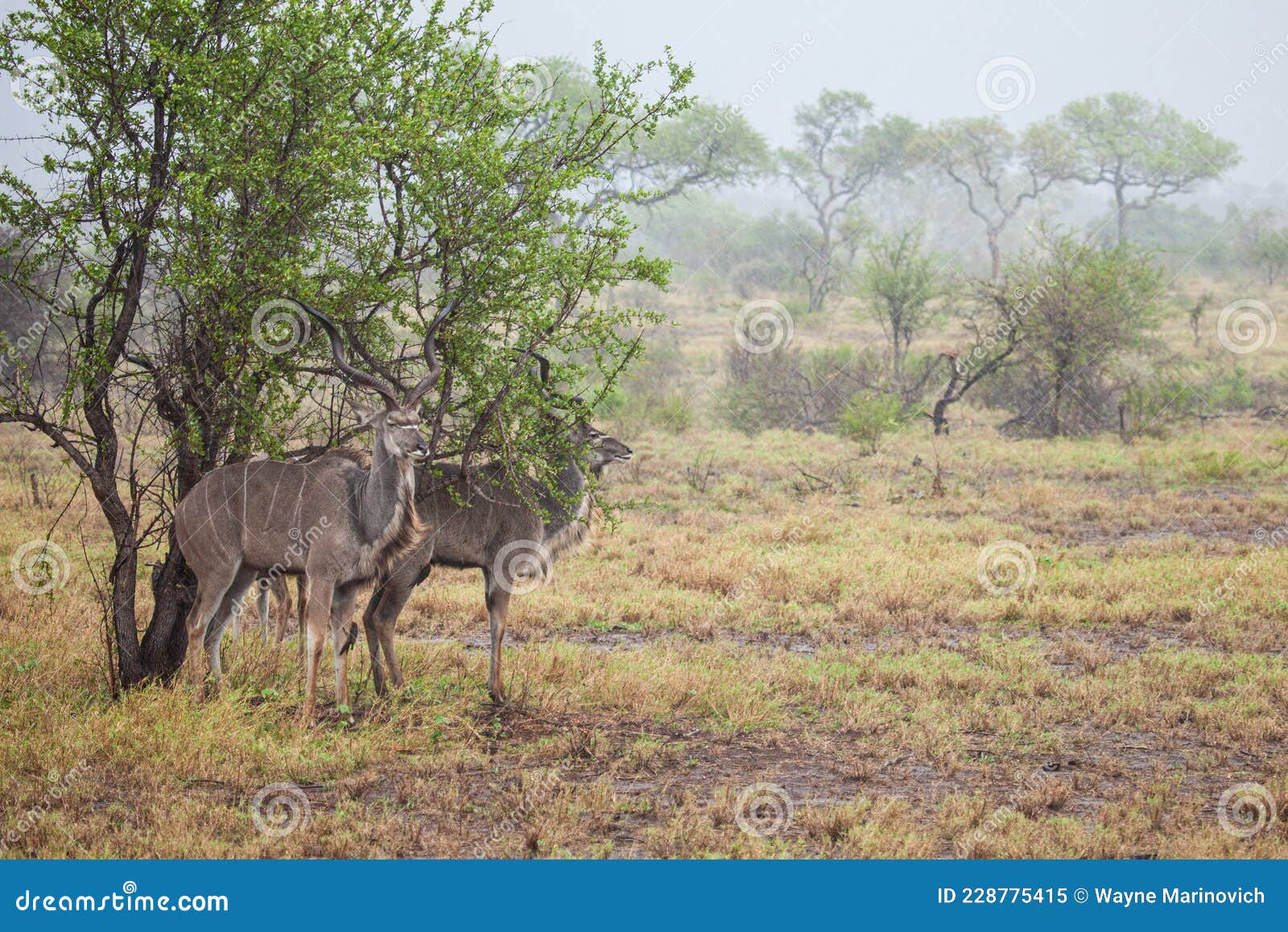 greater kudu standing in a thundershower in the kruger park