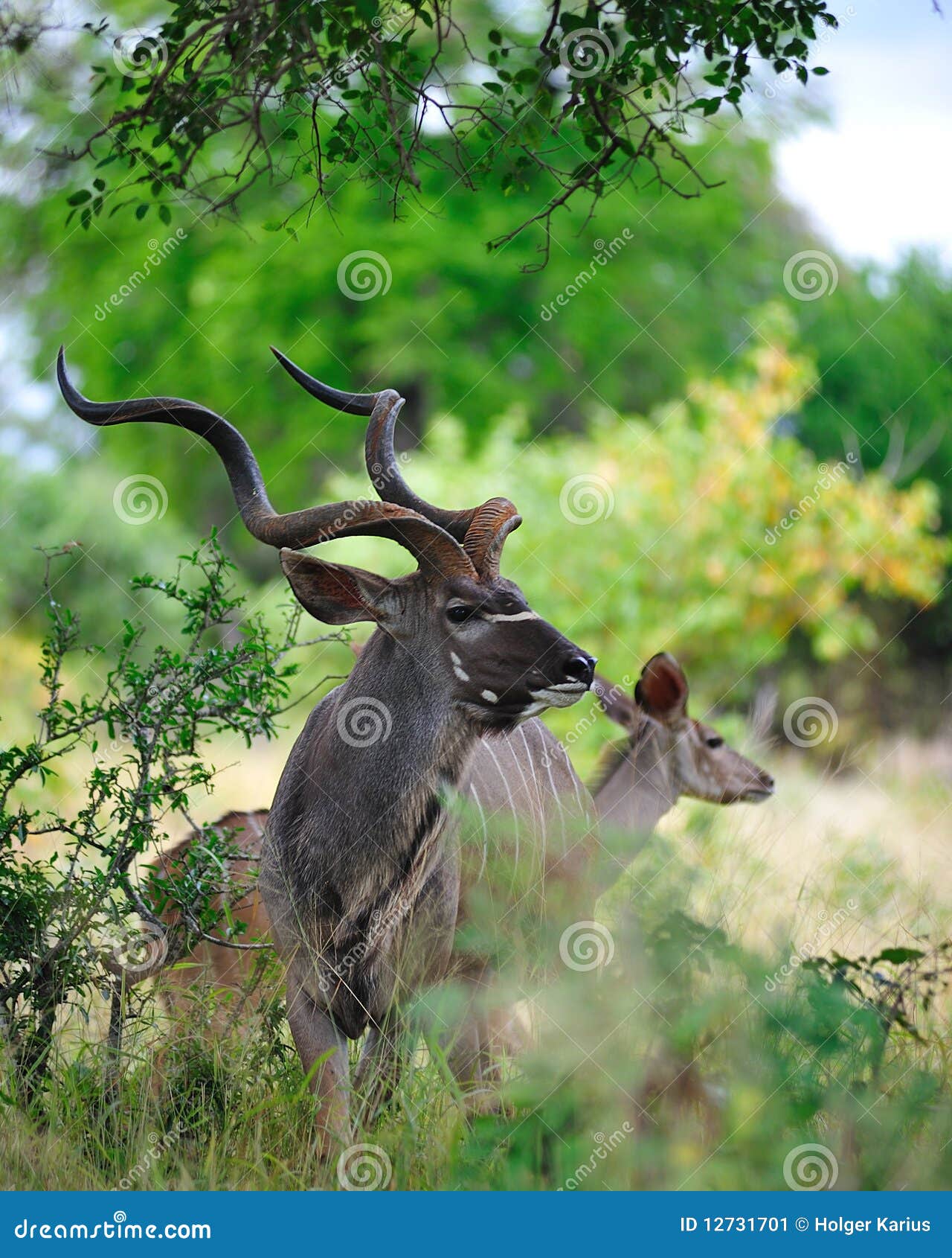 greater kudu (tragelaphus strepsiceros)