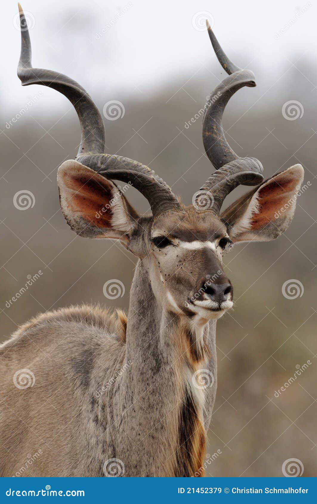 greater kudu (tragelaphus strepsiceros)