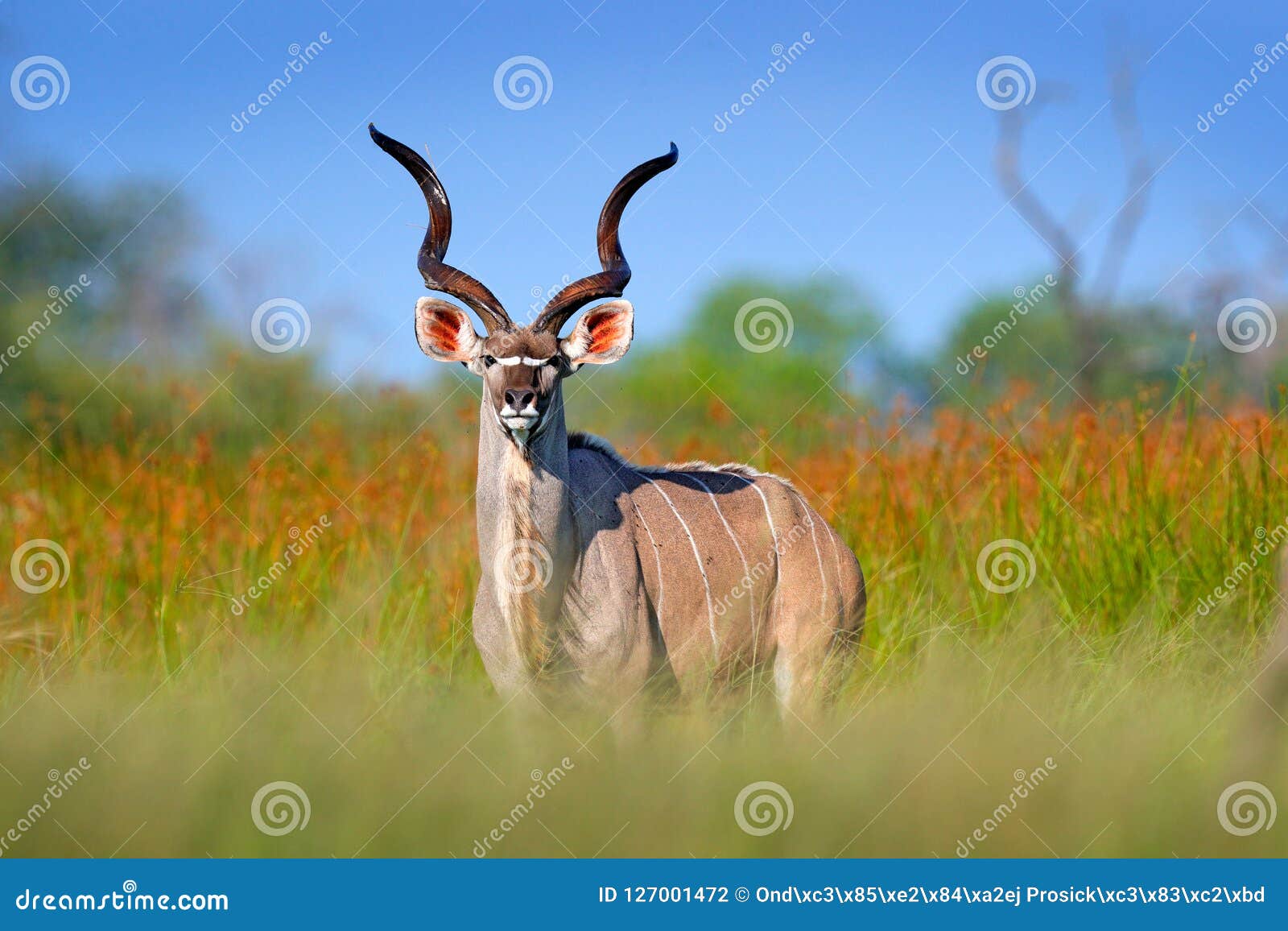 greater kudu, tragelaphus strepsiceros, handsome antelope with spiral horns. animal in the green meadow habitat, okavango delta,