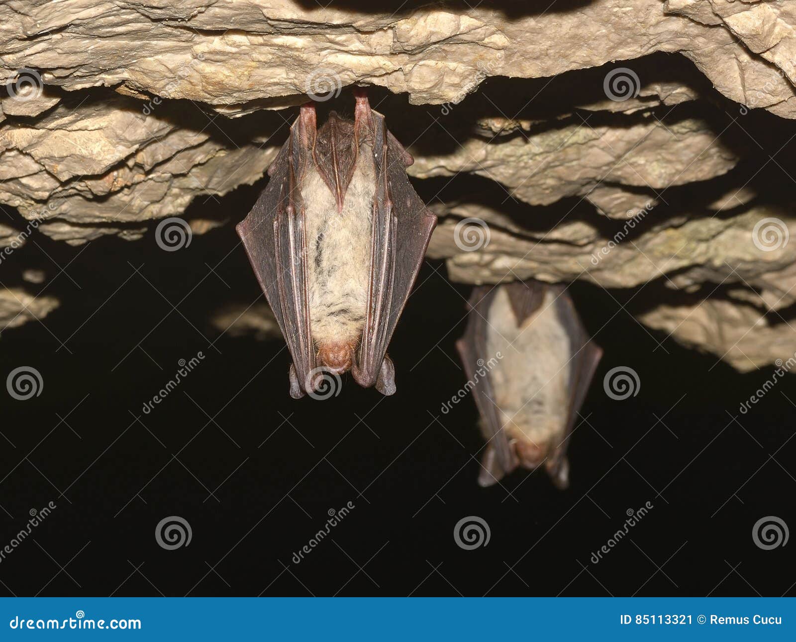 Greater Mouseeared Bat, Myotis Myotis, In The Nature Cave Habitat