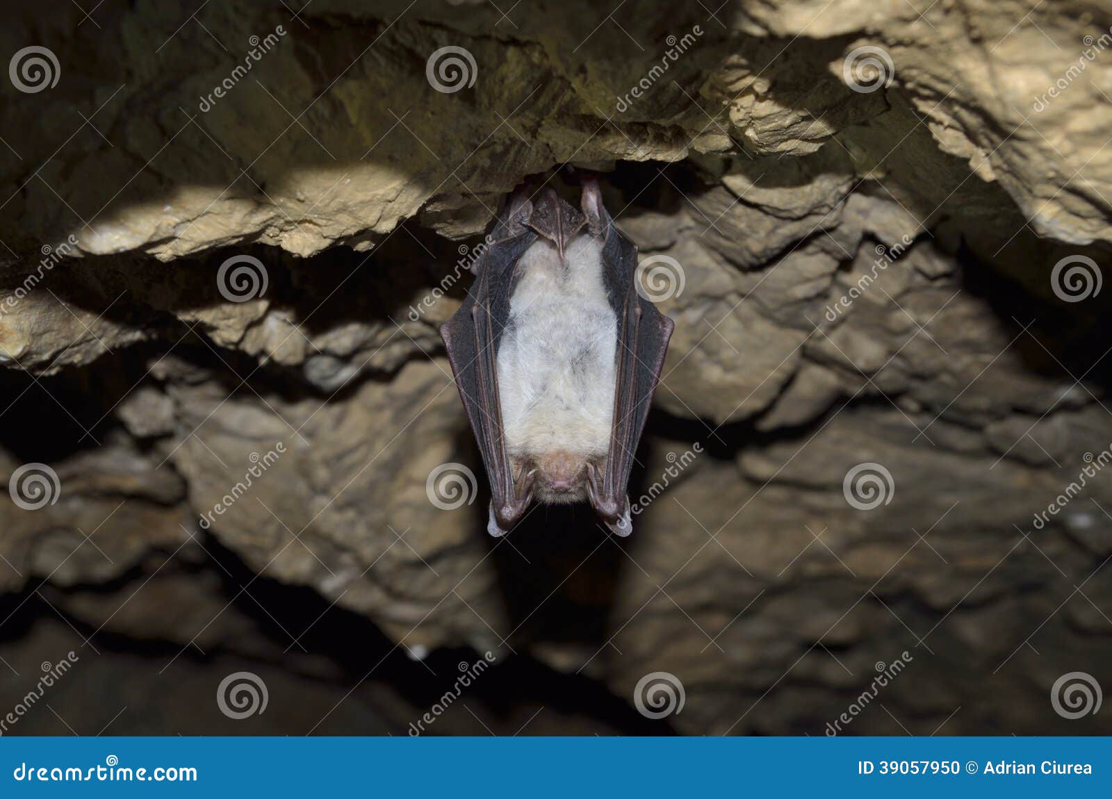 Greater Mouseeared Bat, Myotis Myotis, In The Nature Cave Habitat