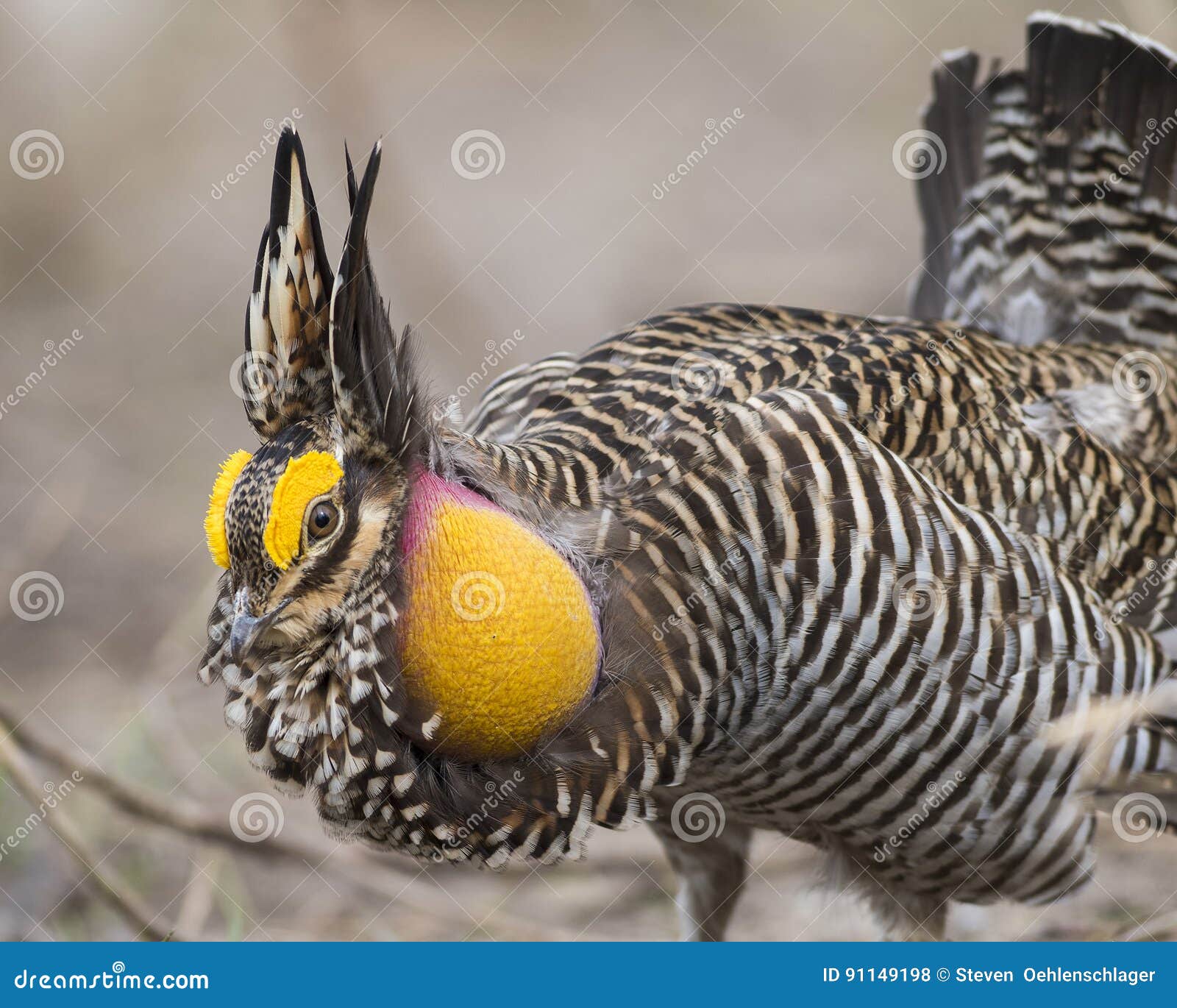 greater prairie chicken