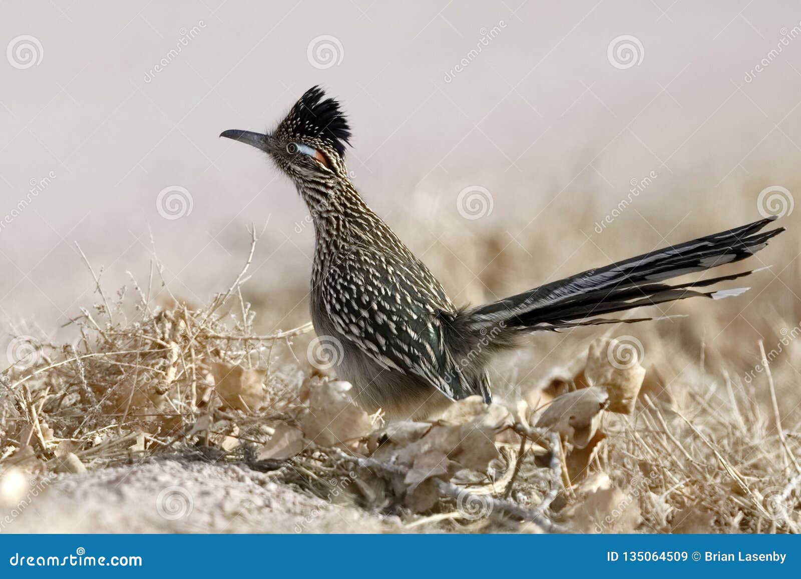 greater roadrunner - bosque del apache national wildlife refuge, new mexico