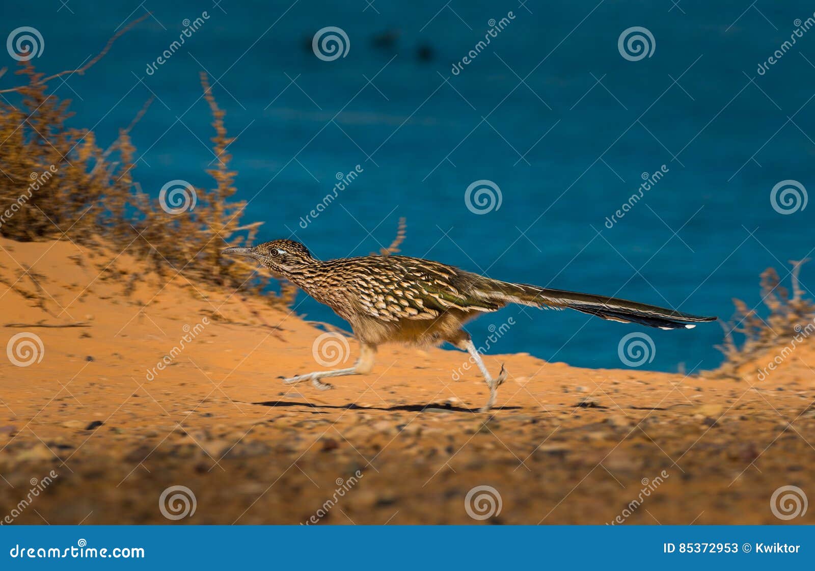 greater roadrunner geococcyx californianus