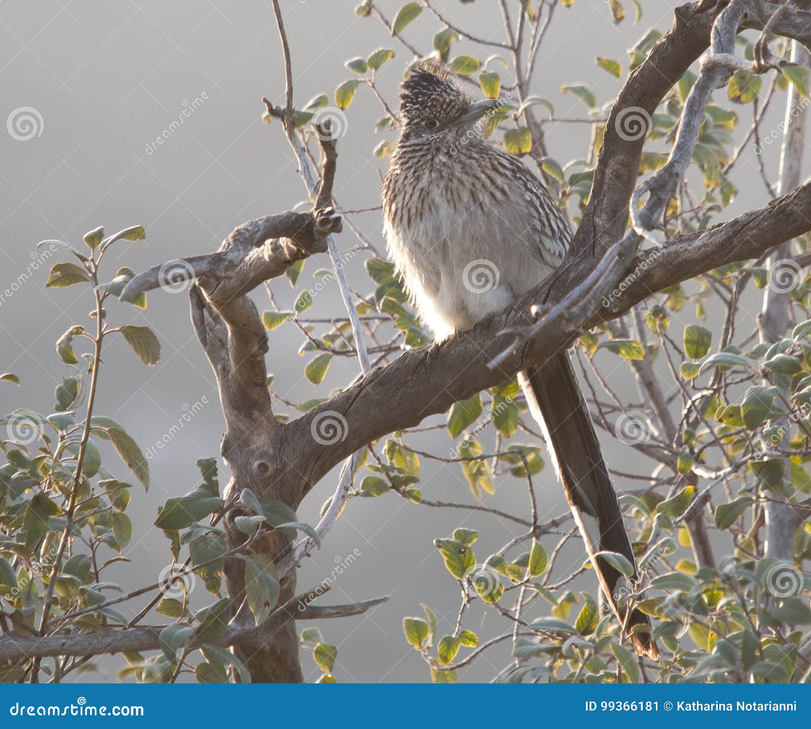 greater roadrunner geococcyx californianus sitting in a tree