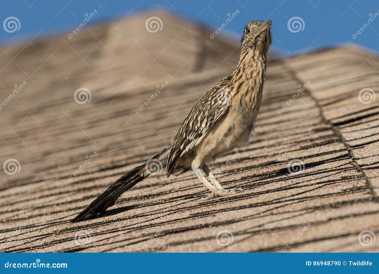 Greater Roadrunner Roof House Stock Photos Free & RoyaltyFree Stock