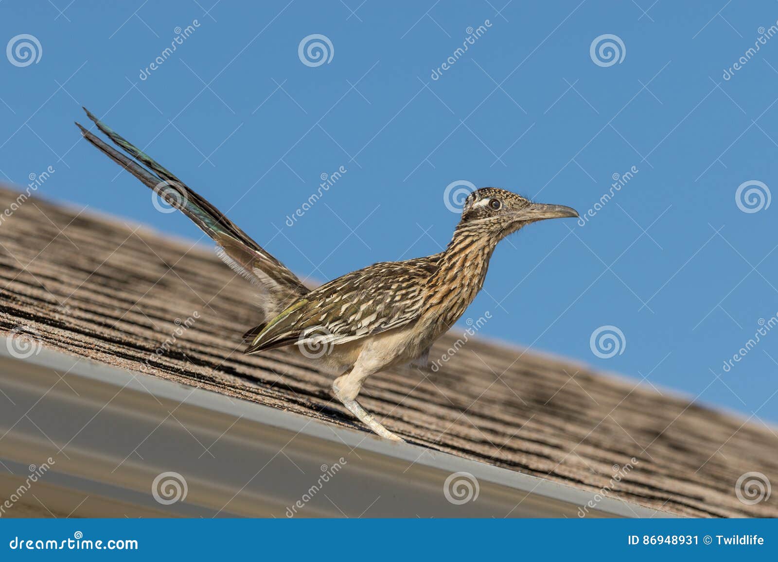 Greater Roadrunner on Roof of House Stock Image Image of cuckoo, bird