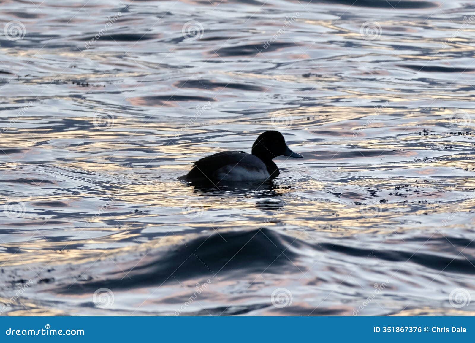 greater scaup (aythya marila) swimming at humber bay park west
