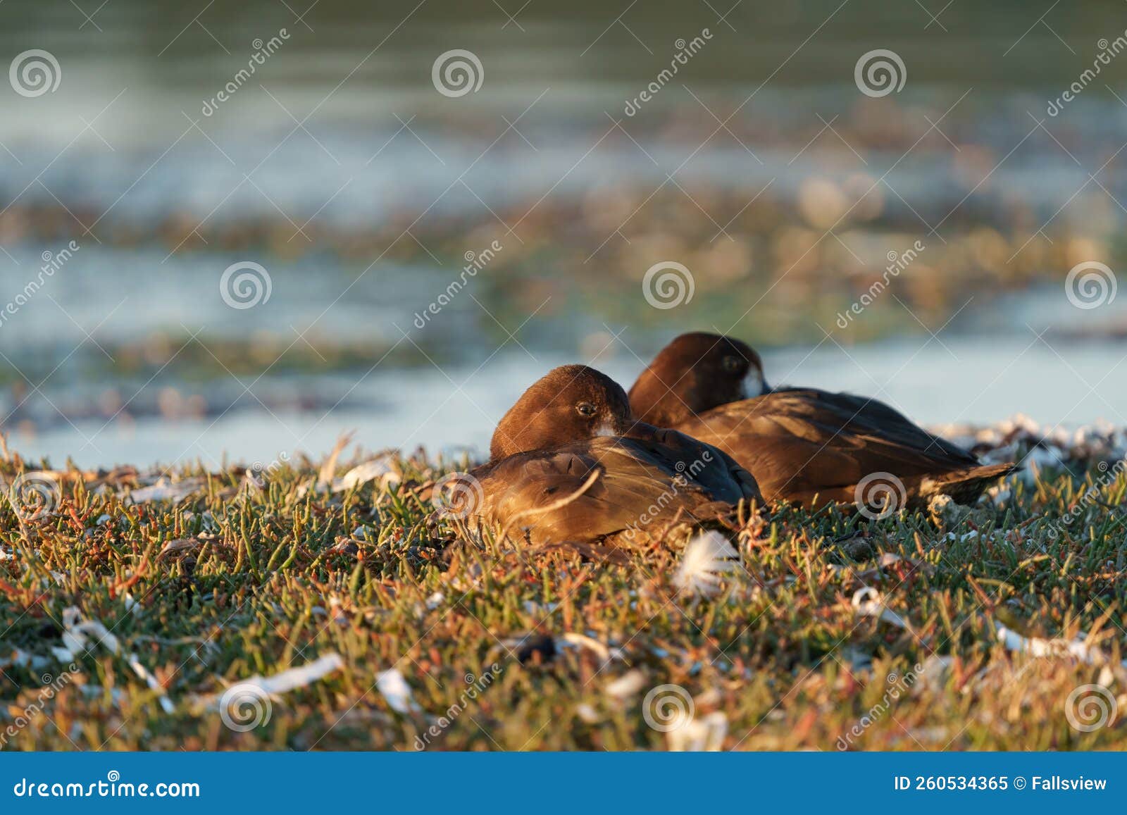 greater scaup resting at seaside