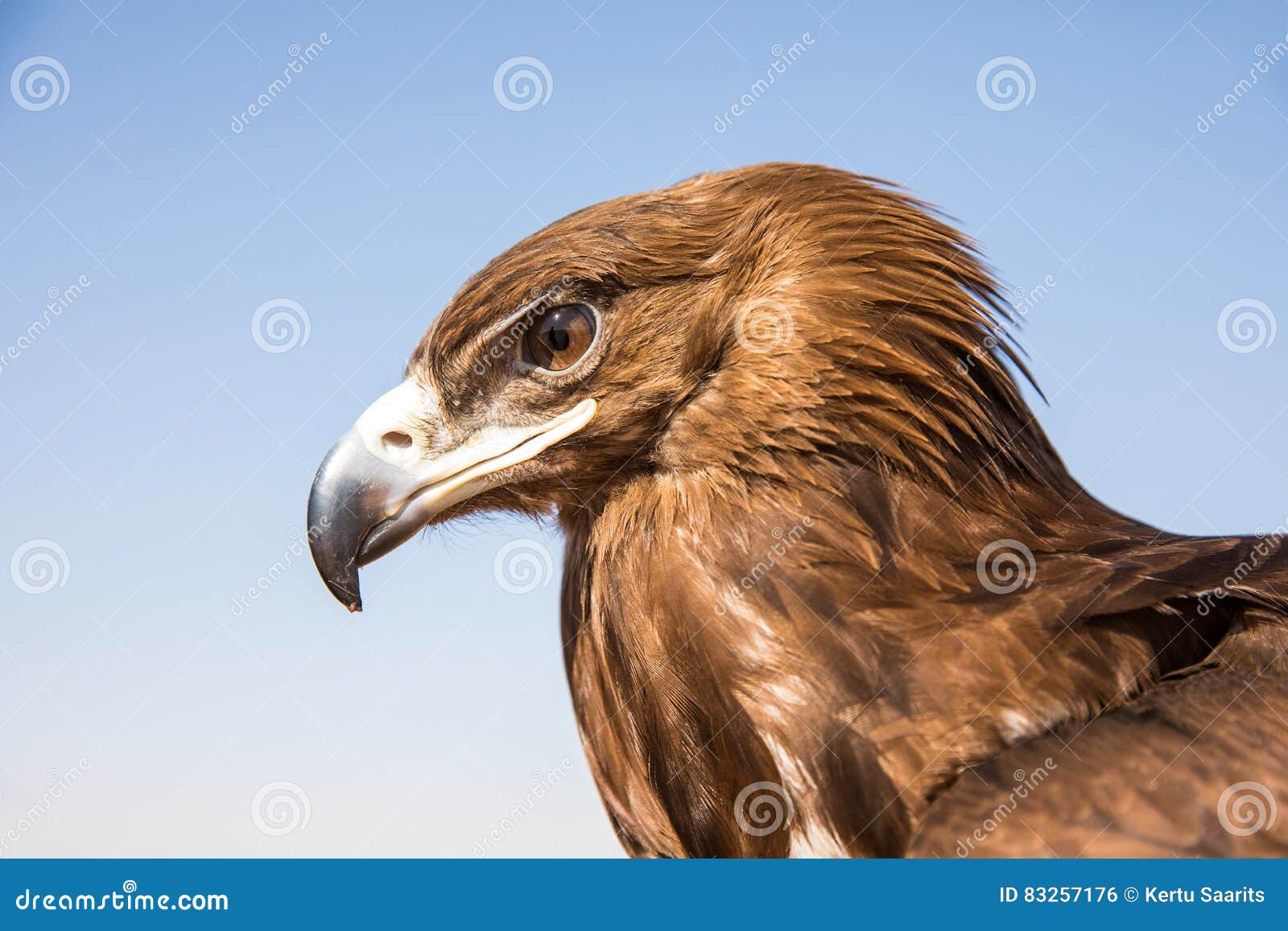 382 Arabic Eagle Stock Photos - Free & Royalty-Free Stock Photos from  Dreamstime