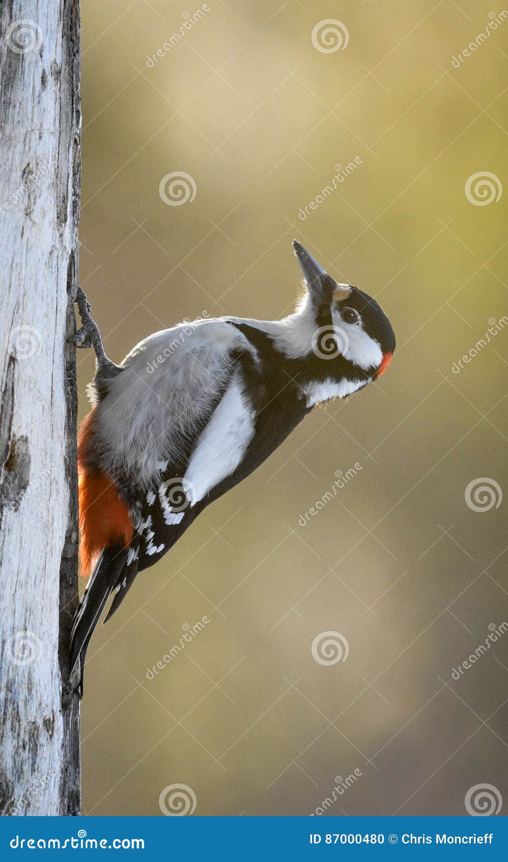 Greater Spotted Woodpecker stock photo. Image of wings - 87000480