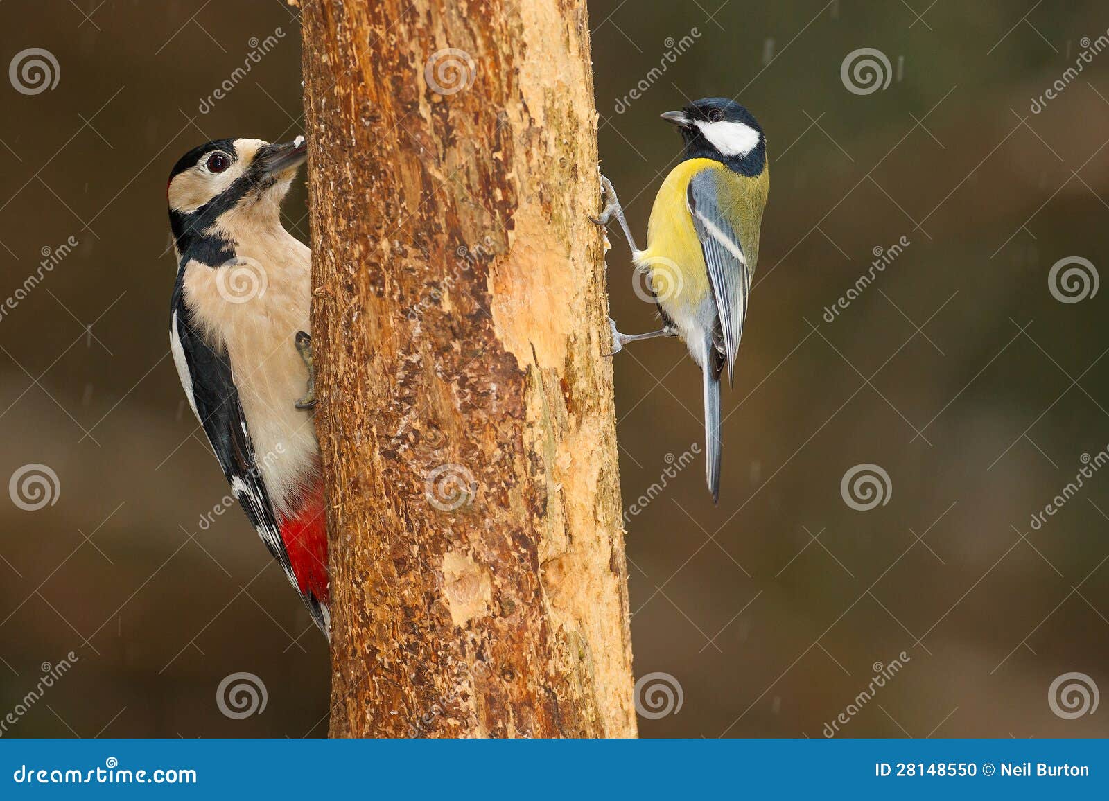 Greater Spotted Woodpecker and Great Tit Stock Photo - Image of