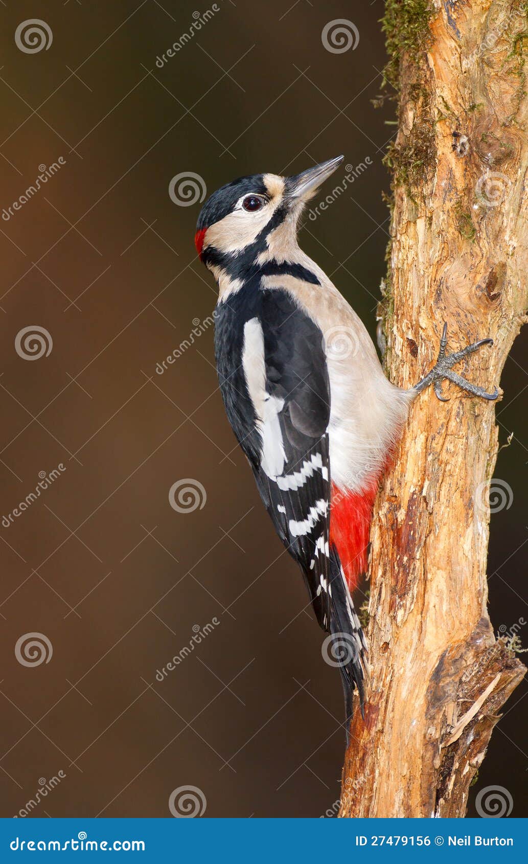 Greater Spotted Woodpecker on Tree Trunk Stock Photo - Image of nature