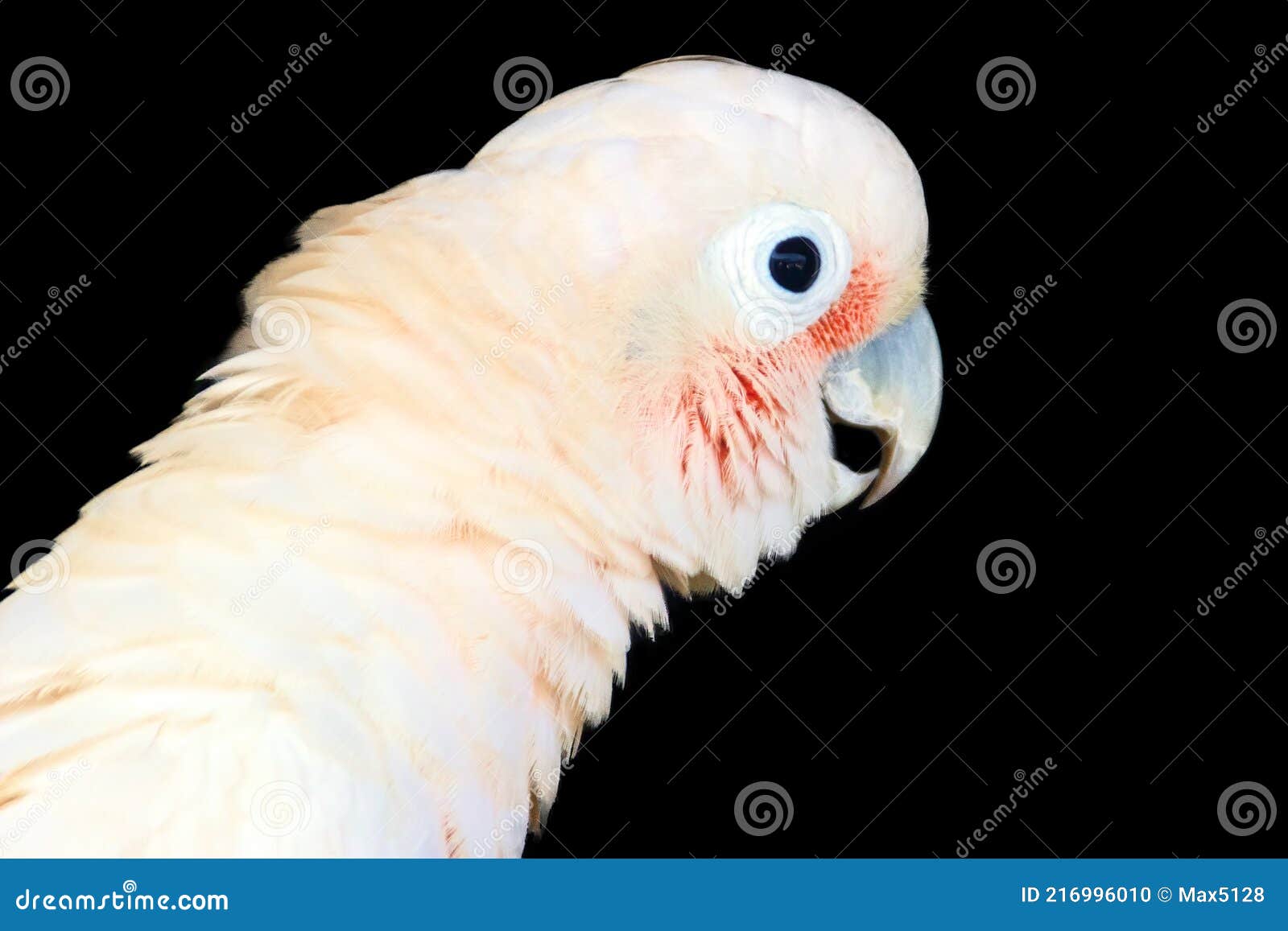 greater sulphur-crested cockatoo
