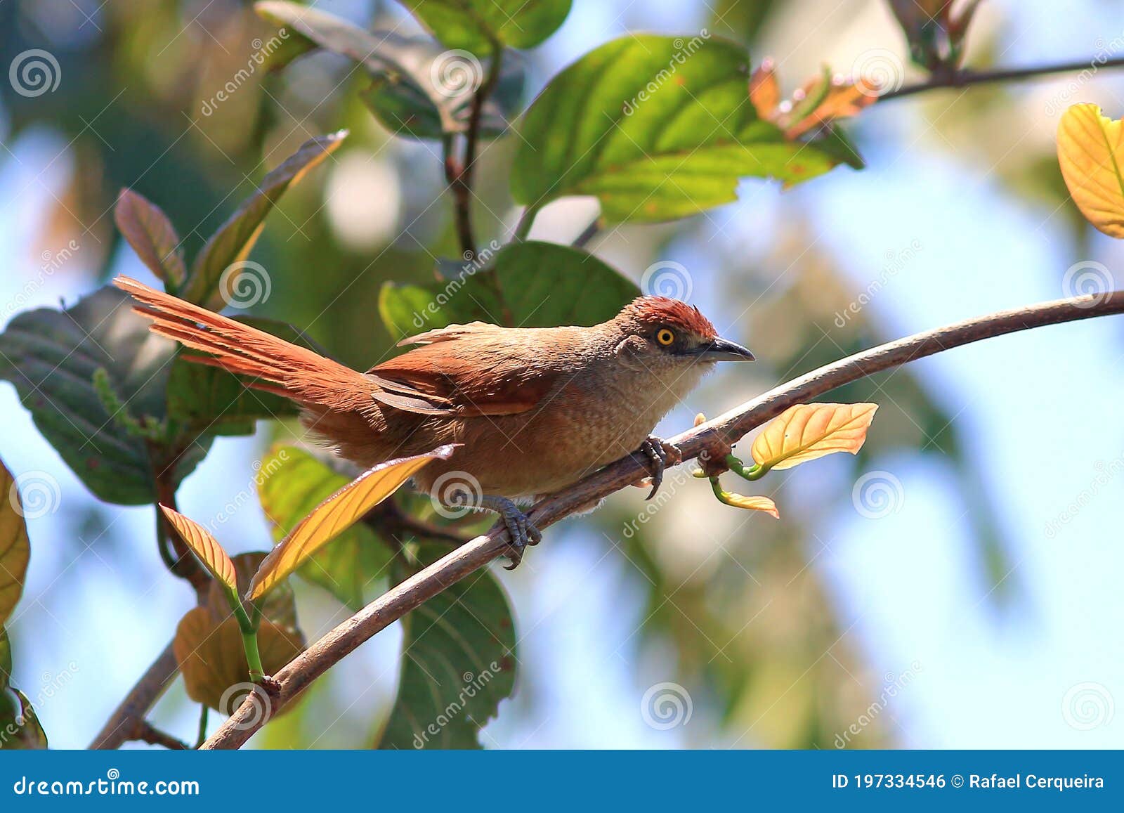 greater thornbird phacellodomus ruber perched on a branch. sÃÂ£o desidÃÂ©rio, cerrado, bahia