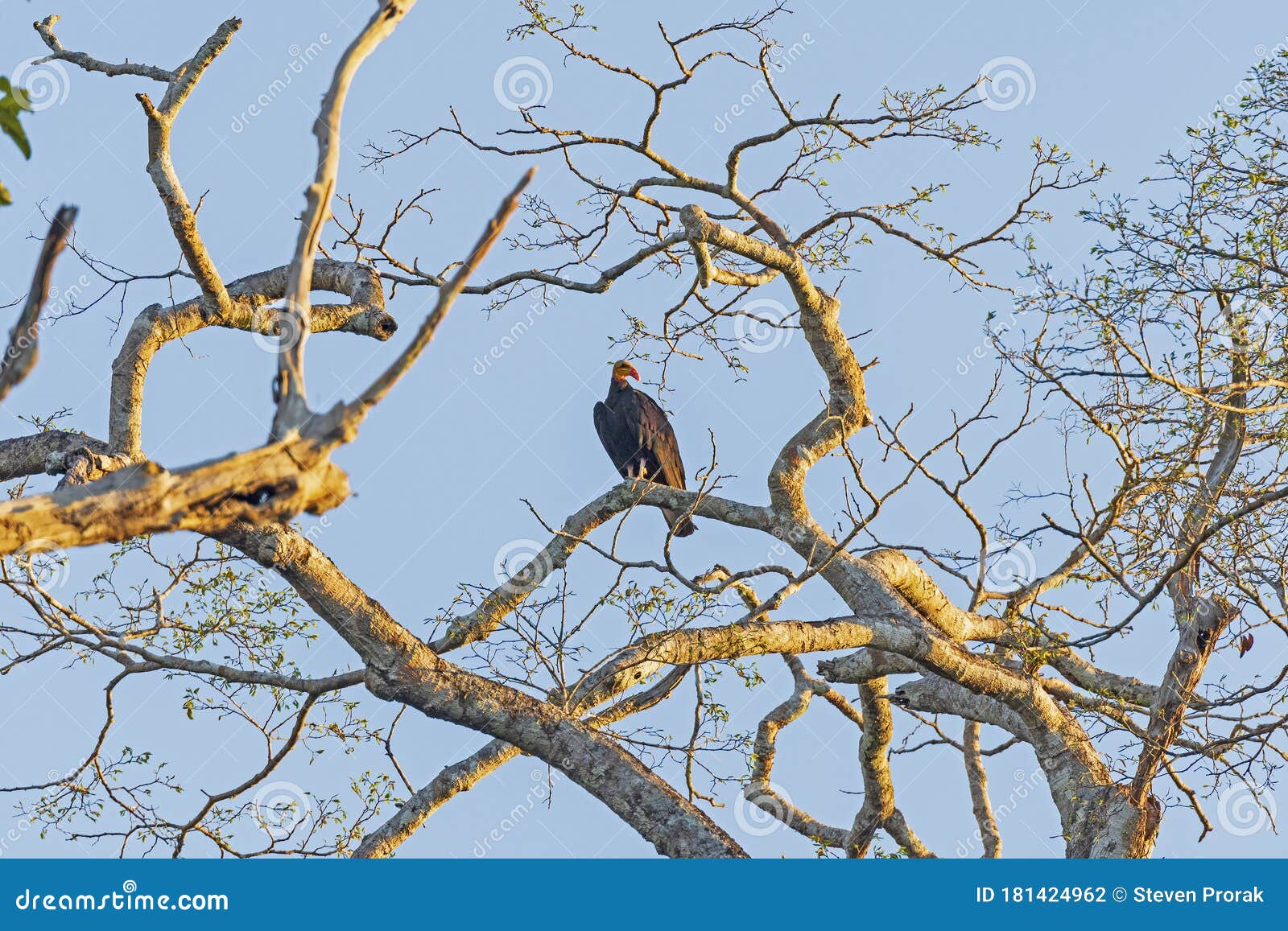 greater yellow headed vulture in evening light