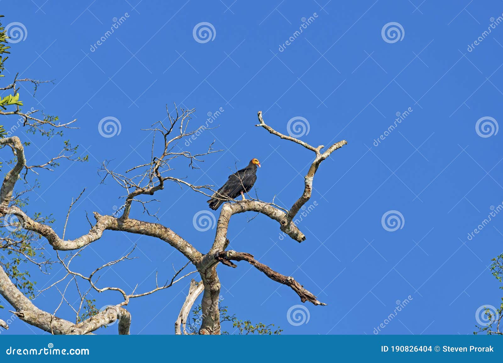 greater yellow headed vulture in a rainforest tree