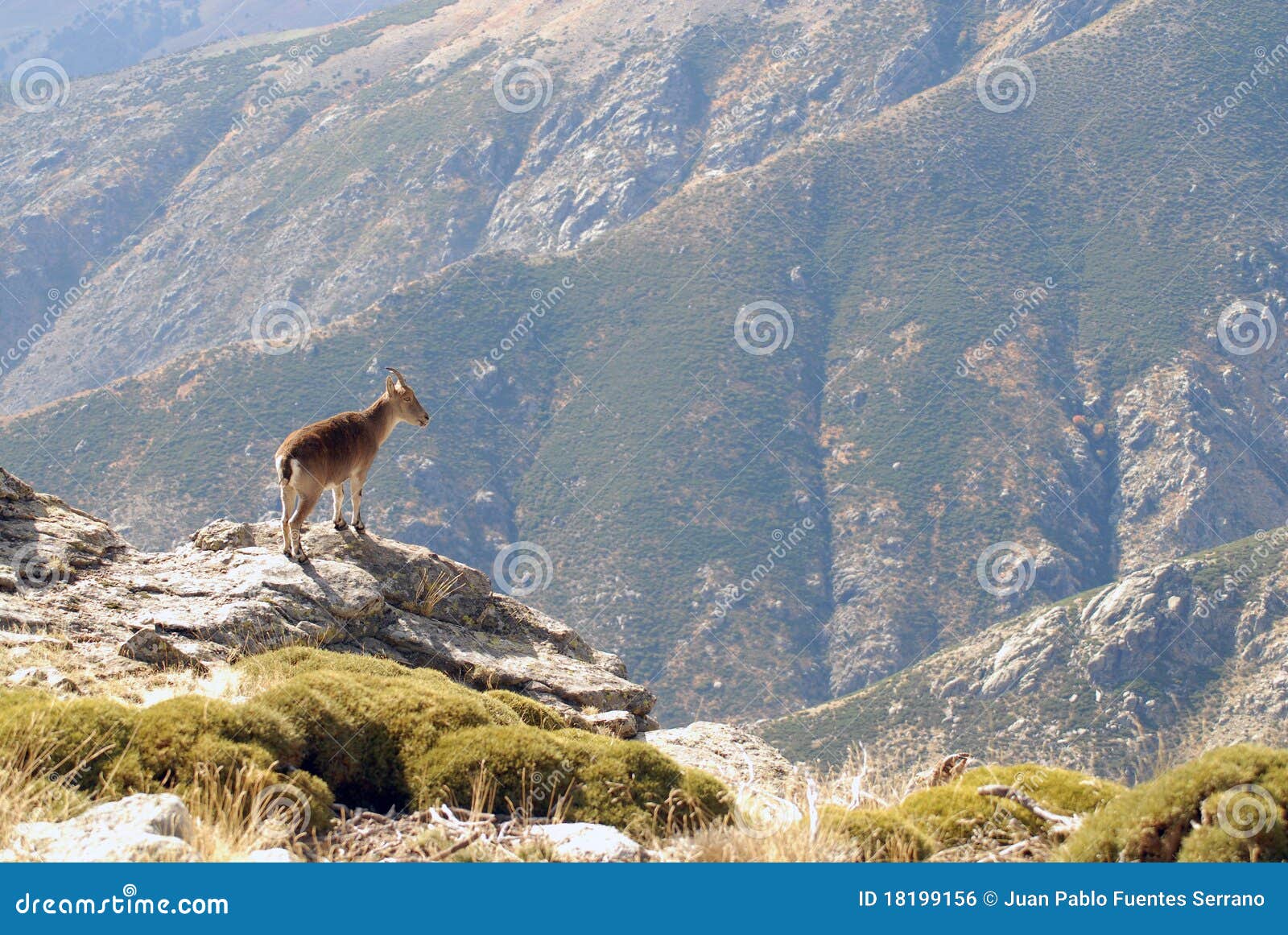Gredos Mountains and fauna-Avila, Spain
