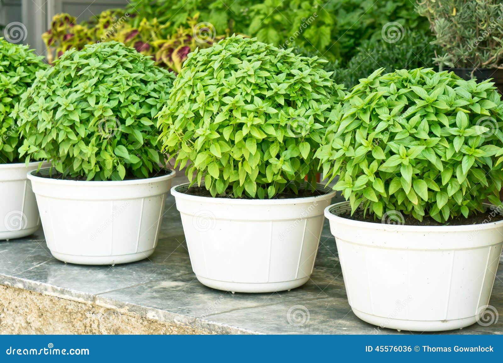 Greek basil stock photo. Image of mediterranean, shop 45576036