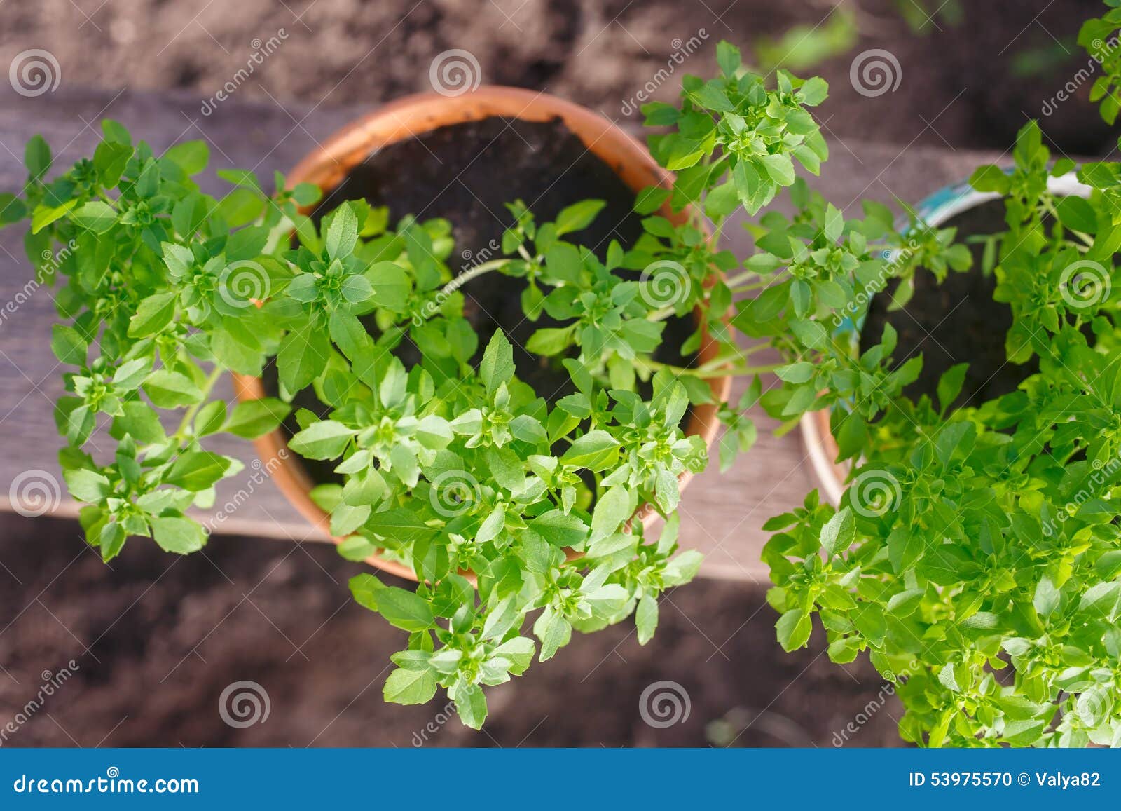 Greek Basil Potted Garden Herbs Stock Photo Image of food, ingredient