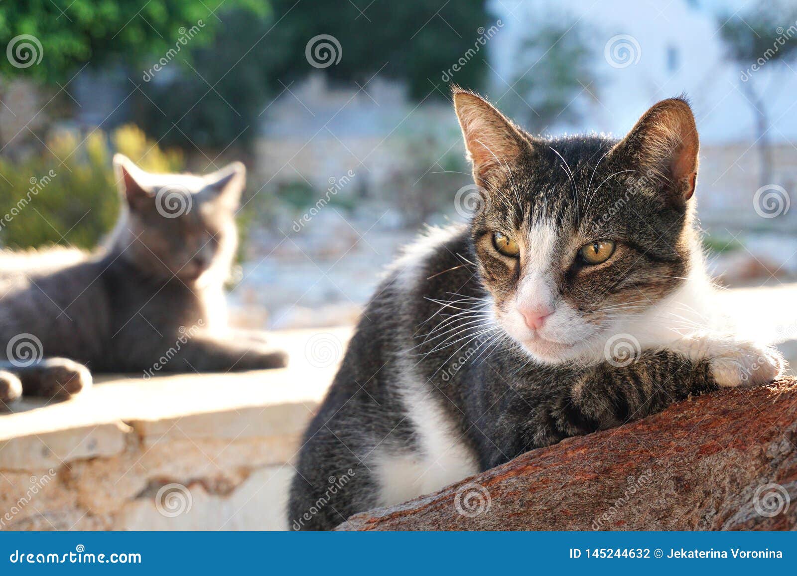 greek cats in the port of lefkes in paros
