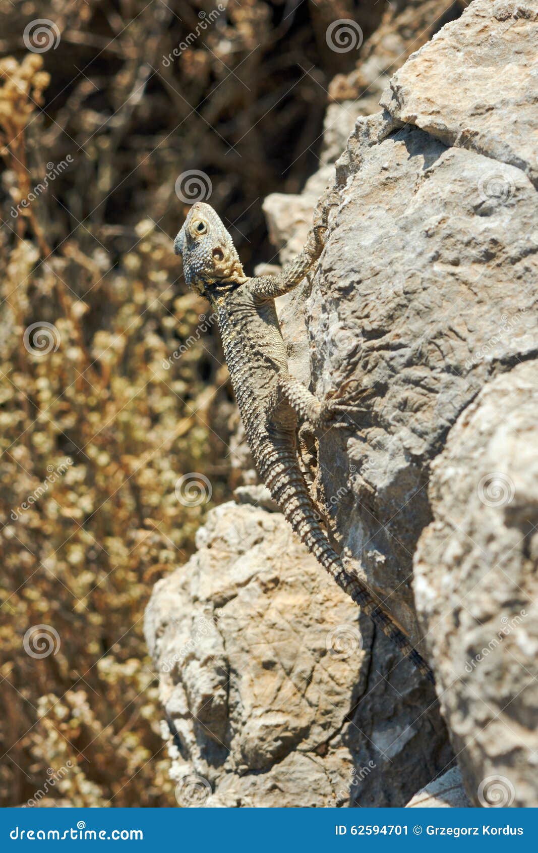lounge lizard rhodes lounge lizard rhodes