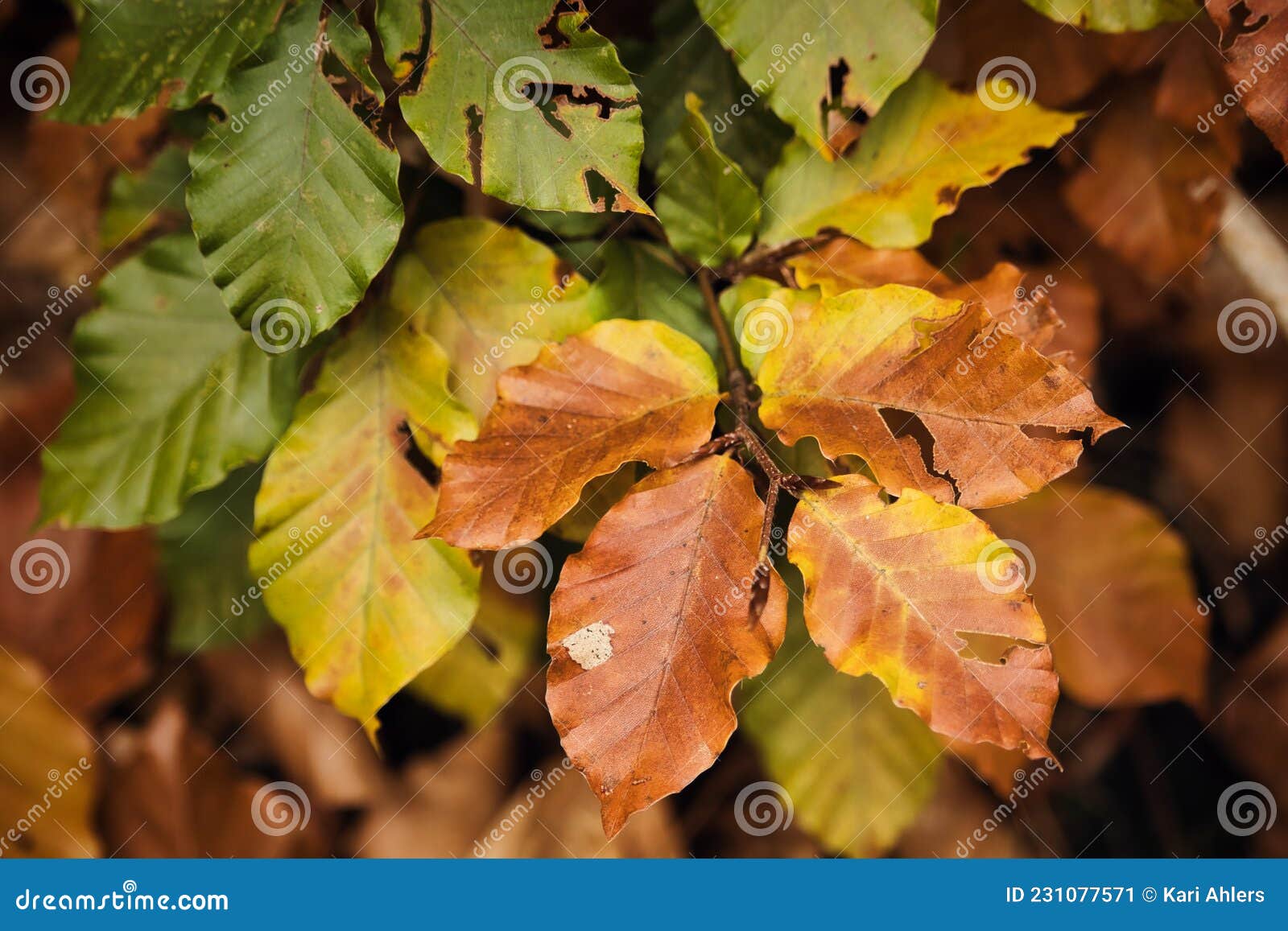 greem. yellow and brown leaves on a branch