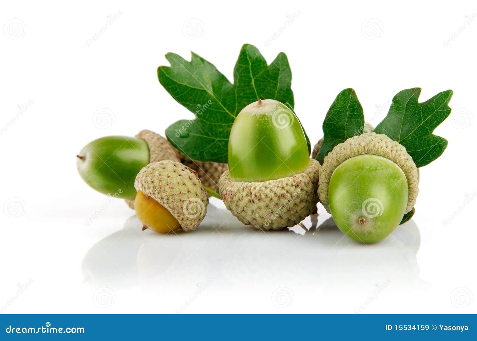 Green Acorn Or Beechnut Growing In Oak Tree Stock Image CartoonDealer