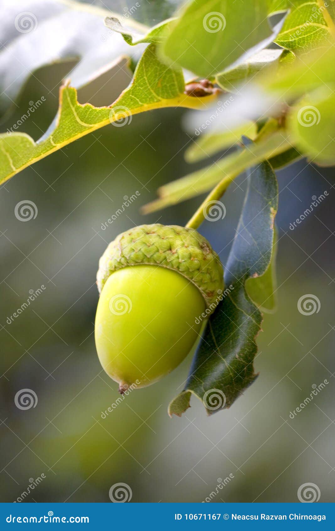 Green Acorn Or Beechnut Growing In Oak Tree Stock Image CartoonDealer