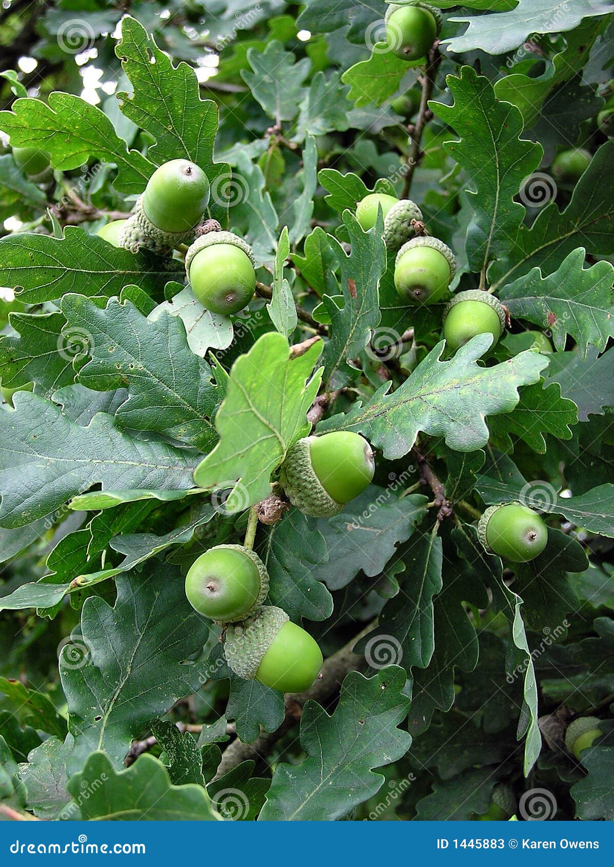 green acorns