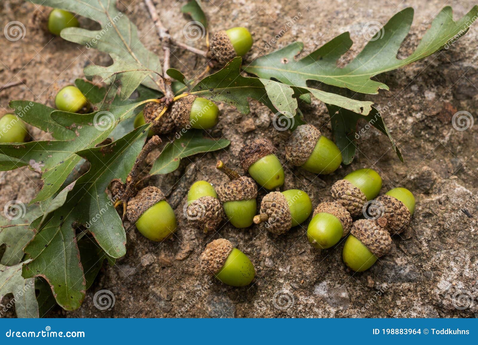 real green acorns