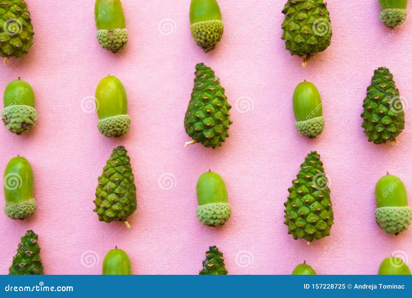 Green Acorns and Pine Cones on Pink Background Stock Image Image of