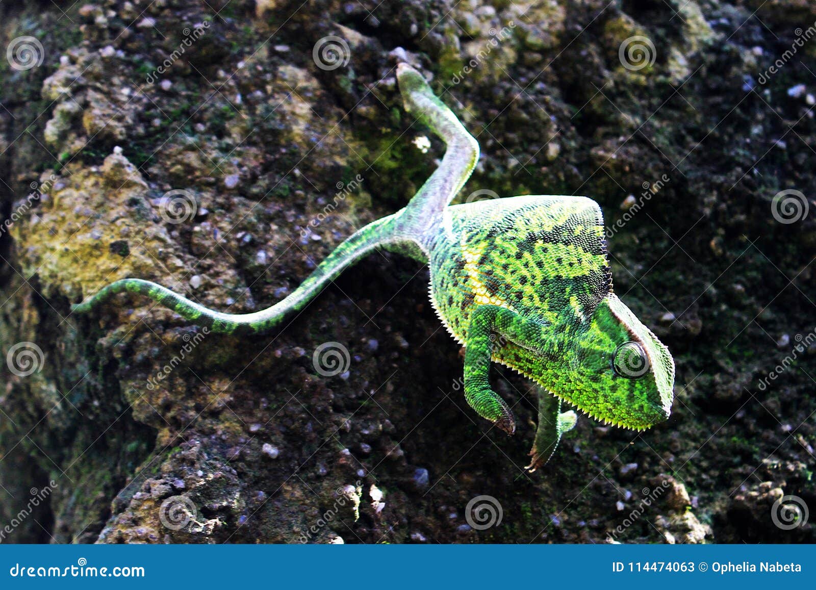 An African Chameleon in the Jungles of Uganda Entebbe Stock Image Biology Diagrams