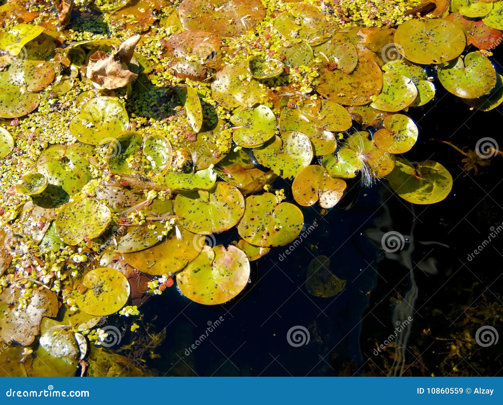 Green Algae stock image. Image of flora, organism, froth - 10860559
