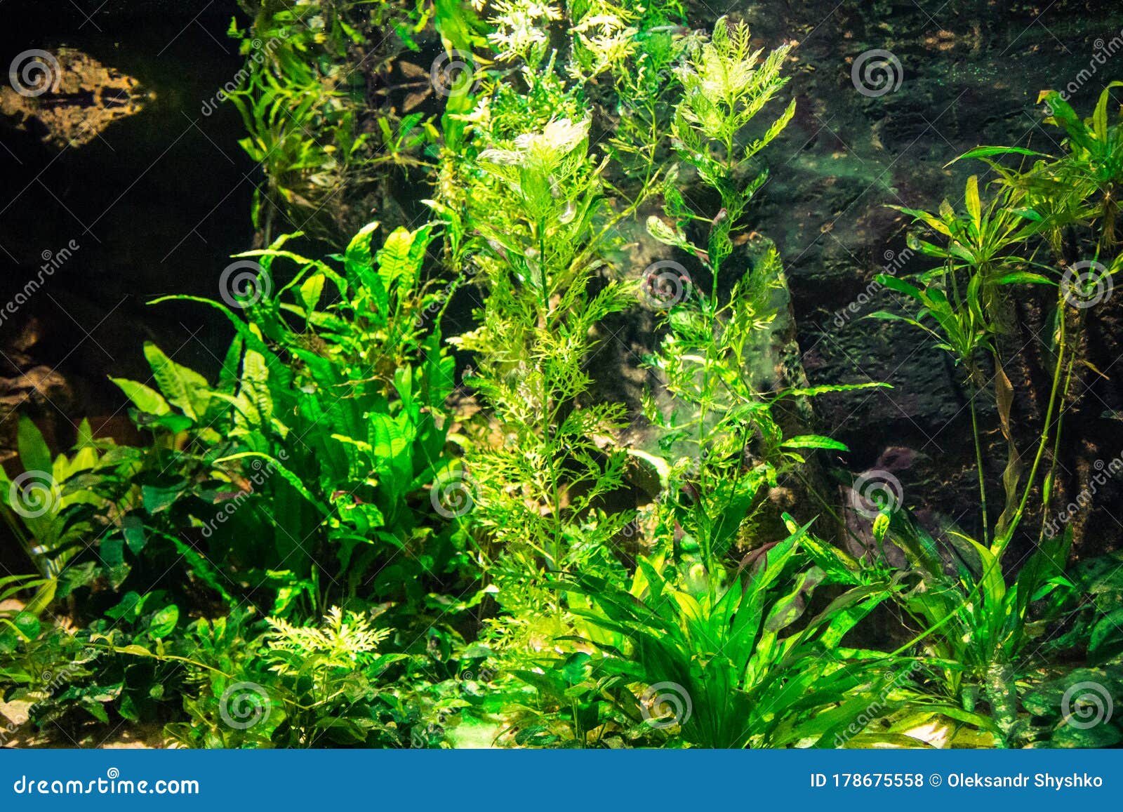 Green Algae in the Aquarium Stock Photo Image of scuba, diver 178675558