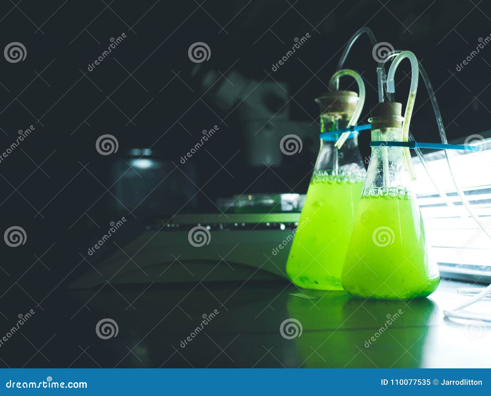 green algae cultures in a research lab.