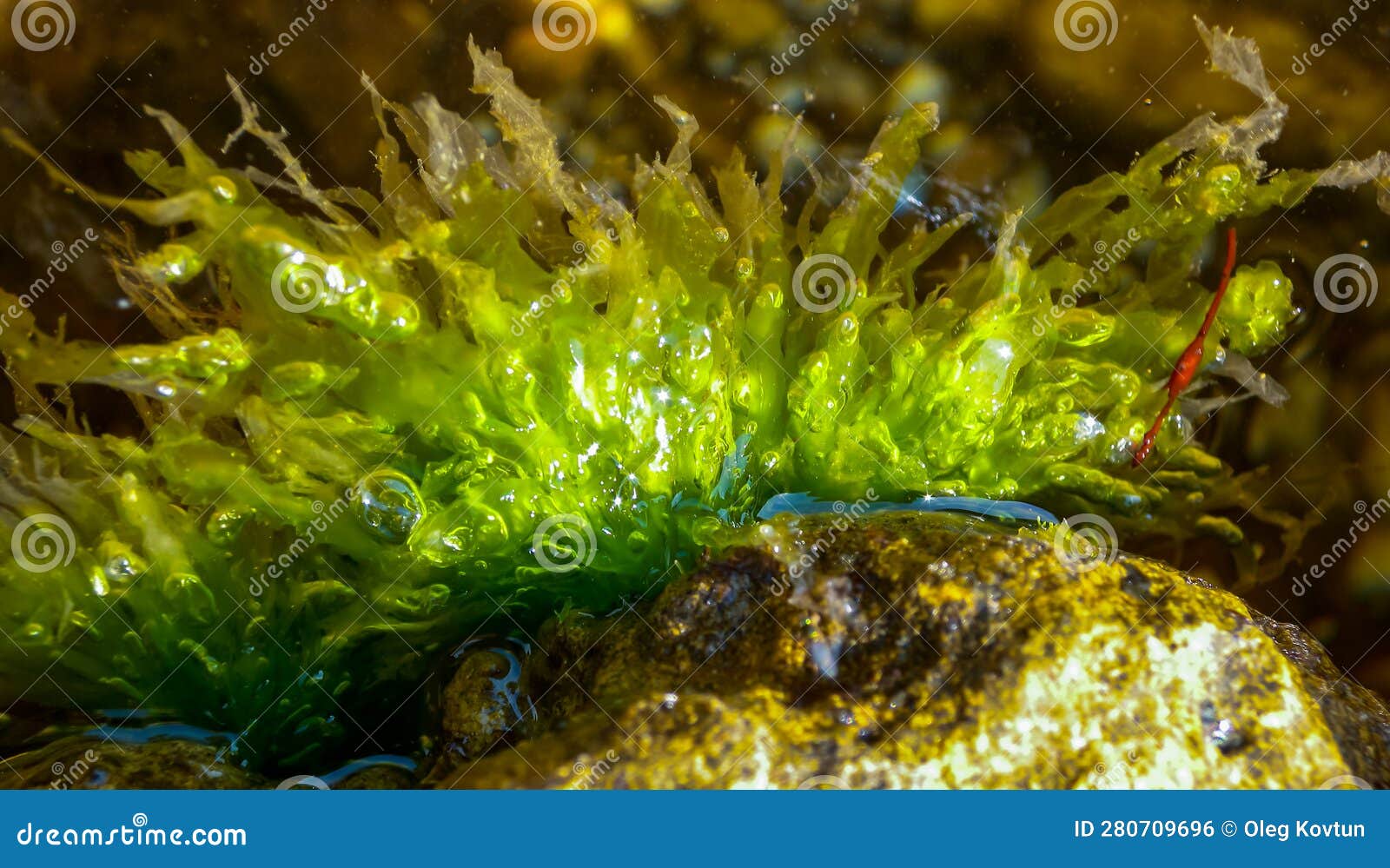 green algae enteromorpha sp. (ulva) on a stone at low tide, black sea