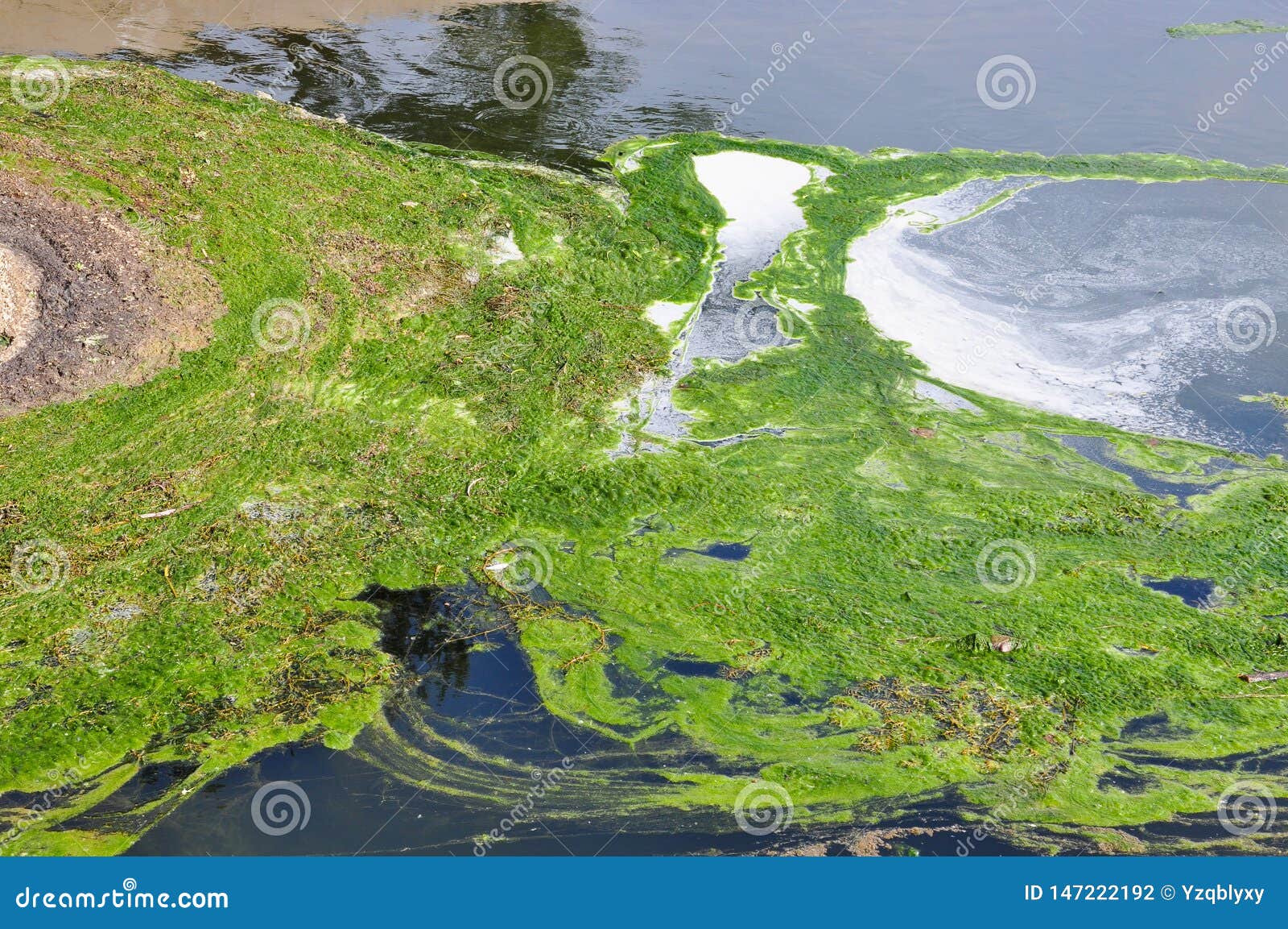 Green Algae.Moss and Lichen in Water Stock Photo Image of contaminate